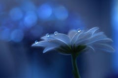 Beautiful Nature.Abstract Macro,water Drops.Artistic Background,desktop.Magic Blue Wallpaper.Flowers,pastel Tones.Colorful Art. Stock Image Beautiful Nature.Abstract Macro,water Drops.Artistic Background,desktop.Magic Blue Wallpaper.Flowers,pastel Tones.Colorful Art. Stock Image