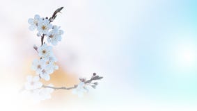 Beautiful Nature.Art Photography.Flowers,design.Creative Spring White Background.Natural Wallpaper.Copy Space.Web Banner,tree.Sky.