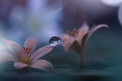 Beautiful Nature Background.Abstract Artistic Wallpaper.Art Macro Photography.Spring Flowers.Water Drop.Amazing Floral Photo.Love. Stock Photos Beautiful Nature Background.Abstract Artistic Wallpaper.Art Macro Photography.Spring Flowers.Water Drop.Amazing Floral Photo.Love. Stock Photos