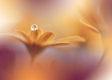 Beautiful Nature Background.Abstract Wallpaper.Celebration.Holidays.Artistic Spring Flowers.Art Design.Golden Color.Summer,love. Royalty Free Stock Photo Beautiful Nature Background.Abstract Wallpaper.Celebration.Holidays.Artistic Spring Flowers.Art Design.Golden Color.Summer,love. Royalty Free Stock Photo