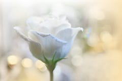 Beautiful Nature Background.Abstract Wallpaper.Wedding Invitation.White Background.Rose Flower.Photos,Flowers.Celebration,love. Stock Images Beautiful Nature Background.Abstract Wallpaper.Wedding Invitation.White Background.Rose Flower.Photos,Flowers.Celebration,love. Stock Images