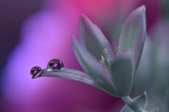 Beautiful Nature Background.Artistic Violet Wallpaper.Natural Macro Photography.Spring,white Flowers.Floral Art.Purity,water,light Stock Image Beautiful Nature Background.Artistic Violet Wallpaper.Natural Macro Photography.Spring,white Flowers.Floral Art.Purity,water,light Stock Image