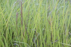 Bladygrass close up background of green leaves stock photo Bladygrass close up background of green leaves stock photo