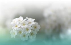 Beautiful Nature White Background.Artistic Wallpaper.Abstract Macro Photography.Spring,white Flowers.Floral Art.Summer,green.Pure. Stock Image