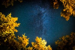 The Milky Way rises over the pine trees on a foreground royalty free stock images The Milky Way rises over the pine trees on a foreground royalty free stock images