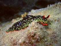 Beautiful Nudibranch Royalty Free Stock Image