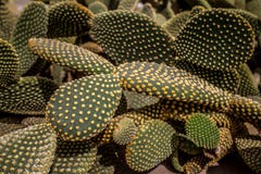 Beautiful opuntia cactus leaves background and texture stock images Beautiful opuntia cactus leaves background and texture stock images