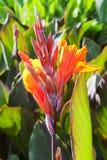 Beautiful Orange Flower Of Blooming Canna Close Up Stock Images