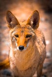 Beautiful Orange Fox