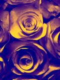 Beautiful orange gold yellow and black rose flower illustration background and texture in the garden royalty free stock images Beautiful orange gold yellow and black rose flower illustration background and texture in the garden royalty free stock images