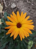 Orange marigold single flower royalty free stock photos Orange marigold single flower royalty free stock photos