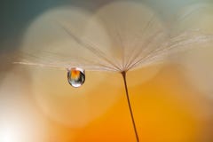Beautiful Orange Nature Background Closeup.Tranquil Abstract Art Photography.Artistic Wallpaper.Fantasy Design.Dandelion,drop,pure Royalty Free Stock Image Beautiful Orange Nature Background Closeup.Tranquil Abstract Art Photography.Artistic Wallpaper.Fantasy Design.Dandelion,drop,pure Royalty Free Stock Image