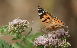 A beautiful Painted Lady Butterfly Vanessa cardui nectaring on a pink flower. Royalty Free Stock Photo A beautiful Painted Lady Butterfly Vanessa cardui nectaring on a pink flower. Royalty Free Stock Photo