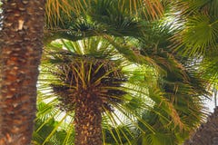 Palm Trees From Below royalty free stock image Palm Trees From Below royalty free stock image