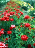 Beautiful Park Full Of Red Roses Royalty Free Stock Photos