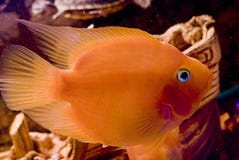 Beautiful Parrotfish In Aquarium Stock Images