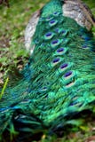 Beautiful Peacock body shot highlighting the vibrant colors stock photography Beautiful Peacock body shot highlighting the vibrant colors stock photography