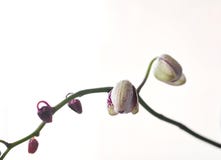 beautiful Phalaenopsis orchid flowers, isolated on white background beginning royalty free illustration beautiful Phalaenopsis orchid flowers, isolated on white background beginning royalty free illustration