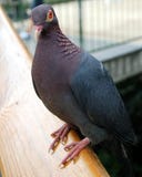 The beatutiful Blue Pigeon. royalty free stock photos The beatutiful Blue Pigeon. royalty free stock photos
