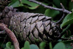Beautiful pine cone on green leaves close up stock photos Beautiful pine cone on green leaves close up stock photos
