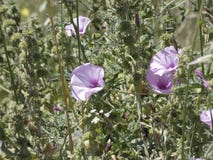 Beautiful pink bell-shaped flowers in spring stock images Beautiful pink bell-shaped flowers in spring stock images