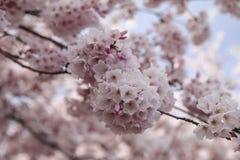 Beautiful pink cherry blossom on branch stock photography Beautiful pink cherry blossom on branch stock photography