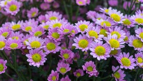 Beautiful pink Chrysanthemum flowers in summer garden. stock photos Beautiful pink Chrysanthemum flowers in summer garden. stock photos