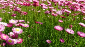 The Beautiful pink field of daisy flowers at a botanical garden in the spring season moving by a warm spring breeze.