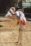 Beautiful Pink flamingos in Limassol Zoo, Cyprus stock image Beautiful Pink flamingos in Limassol Zoo, Cyprus stock image