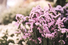 Flower background royalty free stock image Flower background royalty free stock image
