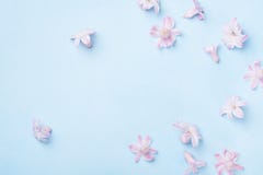 Beautiful pink flowers on blue background top view. Pastel colors. Flat lay style. Mother or woman day greeting card.