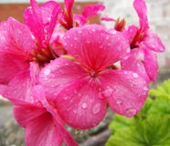 Pink Geranium Flower and Rain Drop Waters royalty free stock photo Pink Geranium Flower and Rain Drop Waters royalty free stock photo