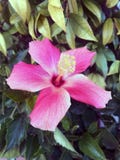 Pink hibiscus flower in the garden. royalty free stock photography Pink hibiscus flower in the garden. royalty free stock photography