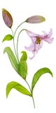 Beautiful pink lily flower on a stem with green leaves and buds. Watercolor painting. Hand painted. Isolated on white background. Vertical orientation Stock Photography Beautiful pink lily flower on a stem with green leaves and buds. Watercolor painting. Hand painted. Isolated on white background. Vertical orientation Stock Photography