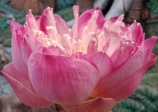Beautiful pink lotus blossoms on a blurry background.