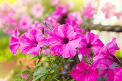 Beautiful pink petunia flowers Petunia hybrida stock photo Beautiful pink petunia flowers Petunia hybrida stock photo