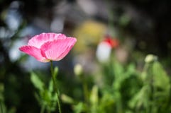 Beautiful pink poppies bloom in the graden stock photography Beautiful pink poppies bloom in the graden stock photography
