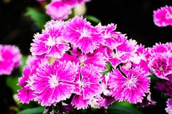 Beautiful pink-purple Dianthus barbatus Sweet William flowers in a spring season at a botanical garden. Royalty Free Stock Image Beautiful pink-purple Dianthus barbatus Sweet William flowers in a spring season at a botanical garden. Royalty Free Stock Image