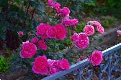 Beautiful pink roses flowers at dusk stock photography Beautiful pink roses flowers at dusk stock photography