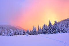 Beautiful Pink Sunset Shine Enlightens The Picturesque Landscapes With Fair Trees Covered With Snow. Stock Images Beautiful Pink Sunset Shine Enlightens The Picturesque Landscapes With Fair Trees Covered With Snow. Stock Images