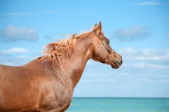 Beautiful portrait of a red Arab stallion who looks into the distance on a background of sea royalty free stock photos Beautiful portrait of a red Arab stallion who looks into the distance on a background of sea royalty free stock photos