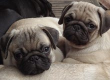 looking for pug puppies