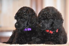Puppies adorable gift poodle happines love animal royalty free stock photos Puppies adorable gift poodle happines love animal royalty free stock photos