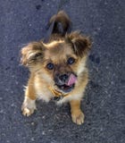 Beautiful puppy looking with a smile royalty free stock image Beautiful puppy looking with a smile royalty free stock image