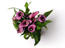 Beautiful purple calla lilies Royalty Free Stock Images Beautiful purple calla lilies Royalty Free Stock Images
