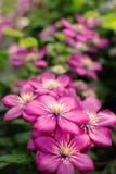 Macro image of spring purple violet flowers, abstract soft floral background stock photography Macro image of spring purple violet flowers, abstract soft floral background stock photography