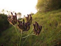Beautiful Purple grass flowers in sunset lighting. stock photo Beautiful Purple grass flowers in sunset lighting. stock photo