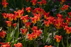 Beautiful with purple lawn orange tulips on light background. Sunny summer day. Bright floral background stock photo Beautiful with purple lawn orange tulips on light background. Sunny summer day. Bright floral background stock photo