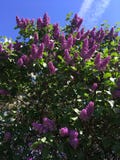 Beautiful purple lilac in the garden against the blue sky with clouds stock photo Beautiful purple lilac in the garden against the blue sky with clouds stock photo