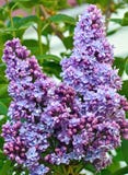 Beautiful Purple Lilacs Royalty Free Stock Photo Beautiful Purple Lilacs Royalty Free Stock Photo